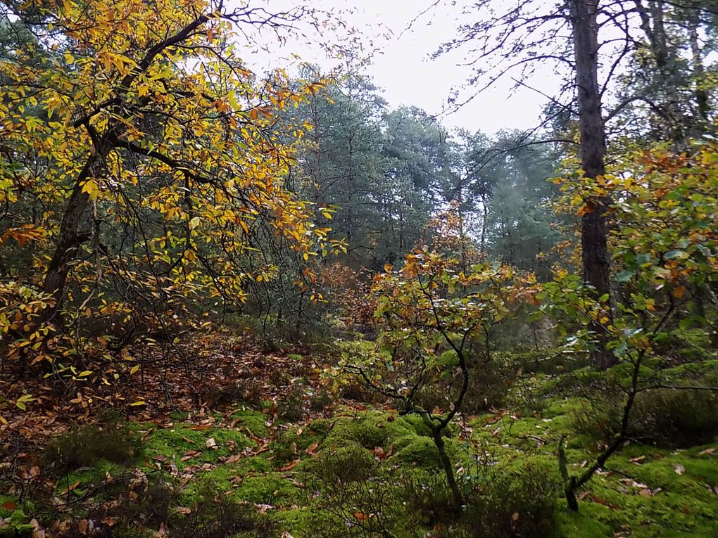 MESNIL-RACOIN (Dimanche.matin)