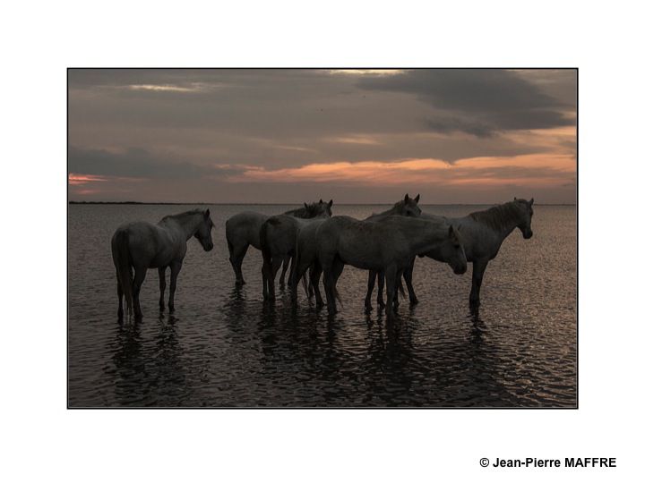 Présent depuis l'Antiquité, le cheval de Camargue est un petit cheval de selle qui vit en semi-liberté dans les marais reconnaissable à sa robe grise.