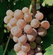 #Rose Secco Producers Brasil Vineyards 
