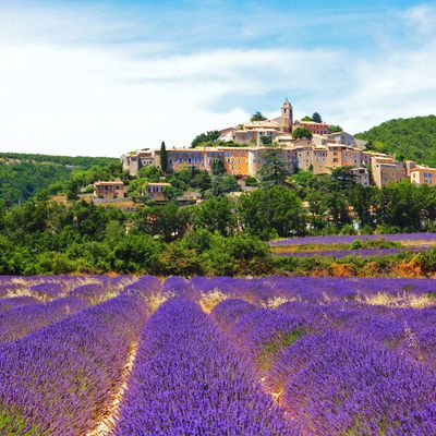 Provence Lavender marvellous Fragrant France