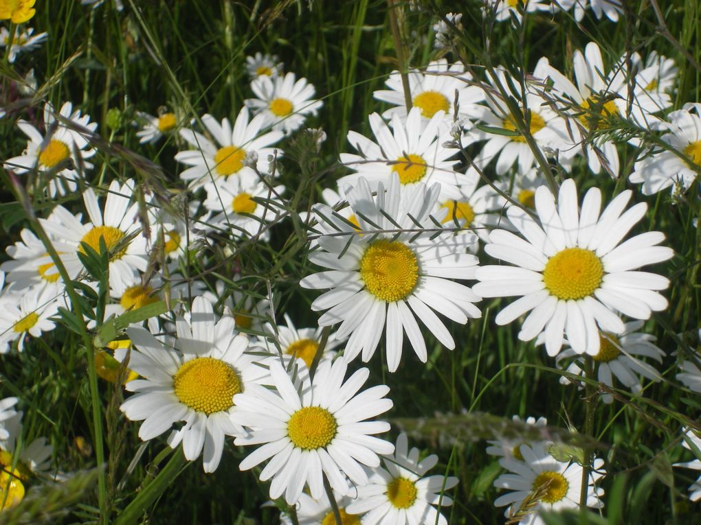 fleurs de jardin d'ici et d'ailleurs