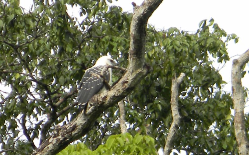 Les toubibs en Guyane (2)