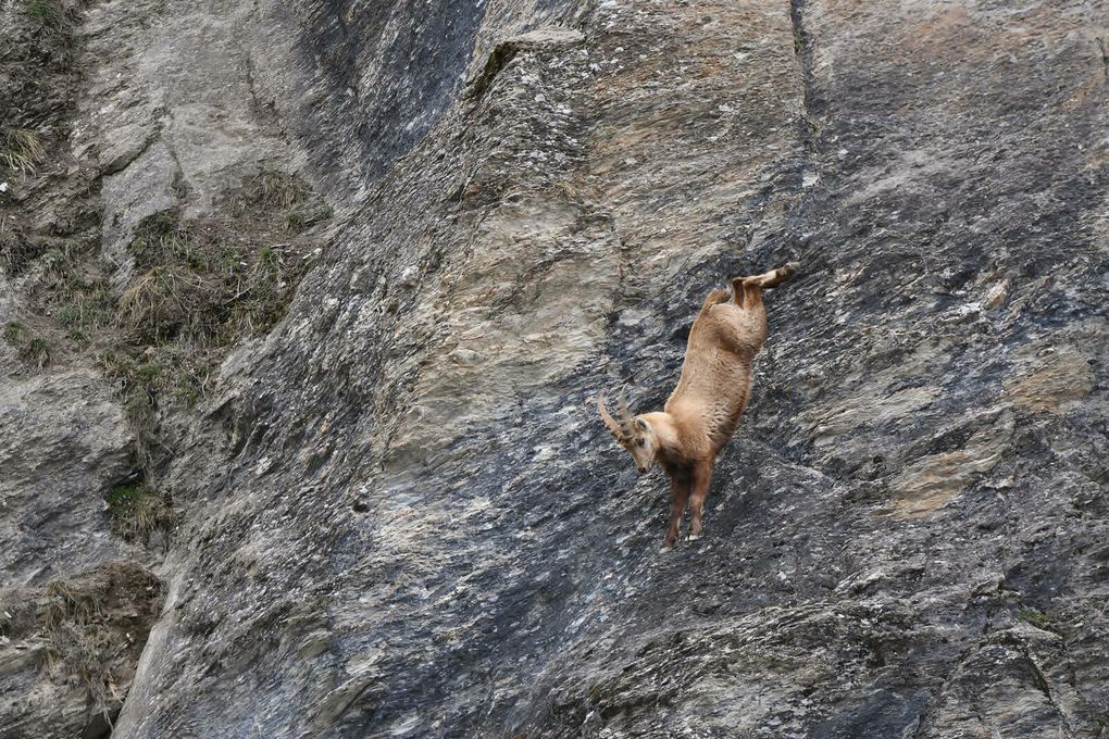 Le bouquetin des Alpes est un animal trapu, campé sur des pattes robustes munies de sabots lui offrant une incroyable adhérence au sol : l'ongle est formé de corne très dure, tandis que le coussinet de la plante est à la fois antidérapant et amortisseur. Des ergots saillants à la texture caoutchouteuse facilitent l'accroche en descente et l’absence de cloison entre les deux doigts lui permet de tenir les prises rocheuses. 