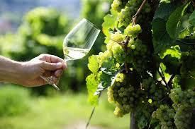 #Riesling Producers North Coast California Vineyards 