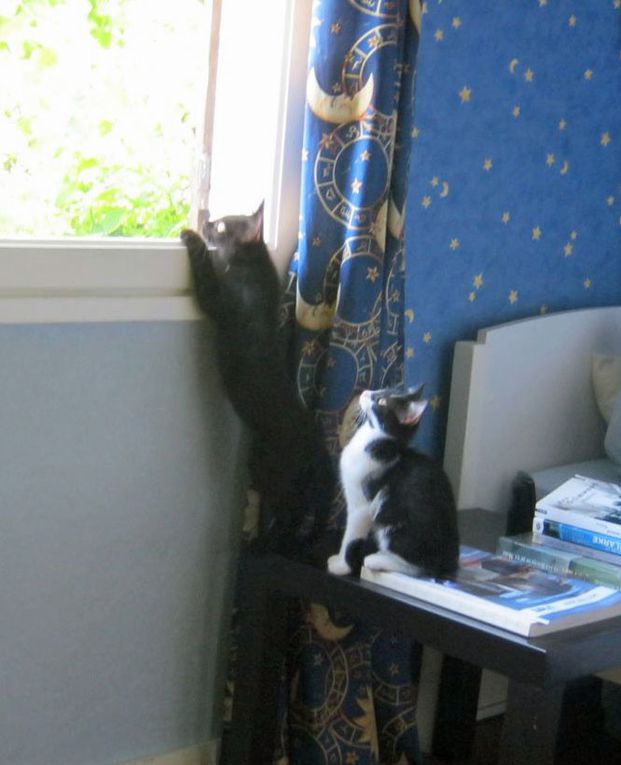 uatre chatons nés dans une cabane de jardin à Villeparisis début avril 2013.