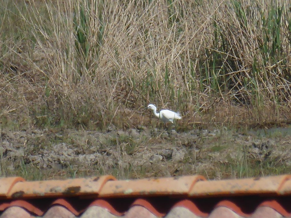 Sortie nature 21 avril 2018: Oiseaux nicheurs des marais du blayais (St Ciers sur Gironde et Braud et Saint Louis) et son album