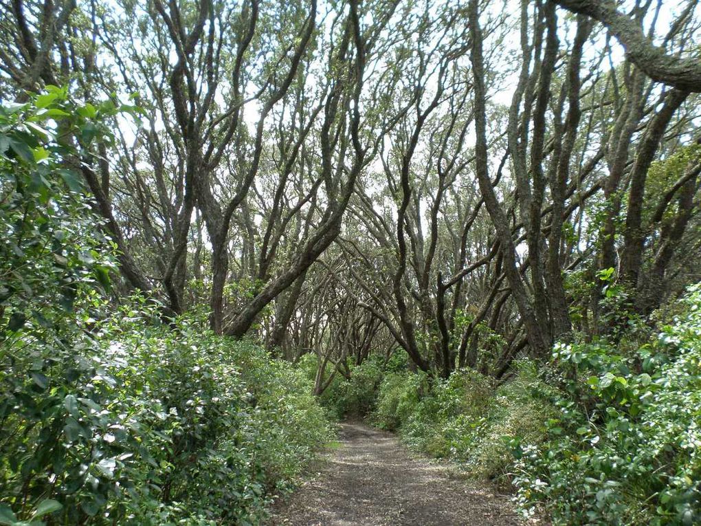 Rangitoto Island : l'île du volcan qui sommeille