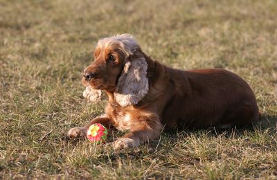 Fotos y rasgos principales de la raza Cocker Spaniel