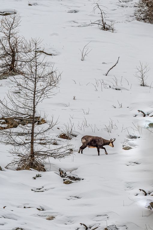 Les chamois que l'on approche assez facilement dans le parc.