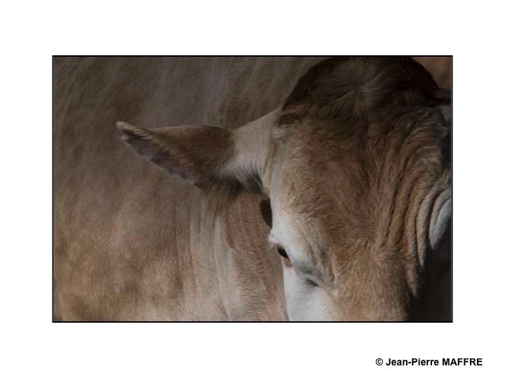 Sous le soleil de Paris, les taureaux du Salon de l'agriculture mettent-ils les vaches en émoi ?