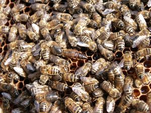 Les abeilles travaillent pour nous...s'il fait beau temps !