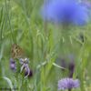 Cache-cache dans les herbes