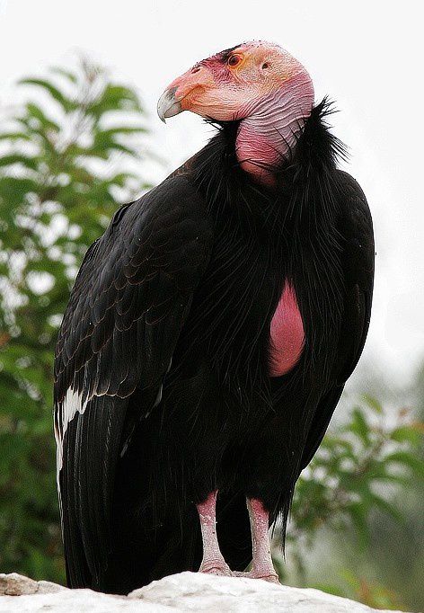 Album - oiseaux-de-proie