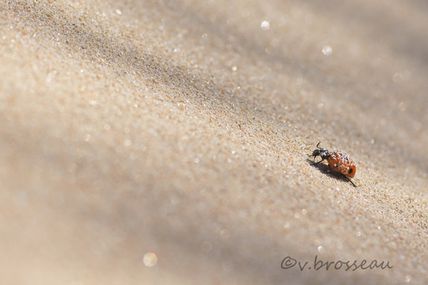 Sur le sable fin ....