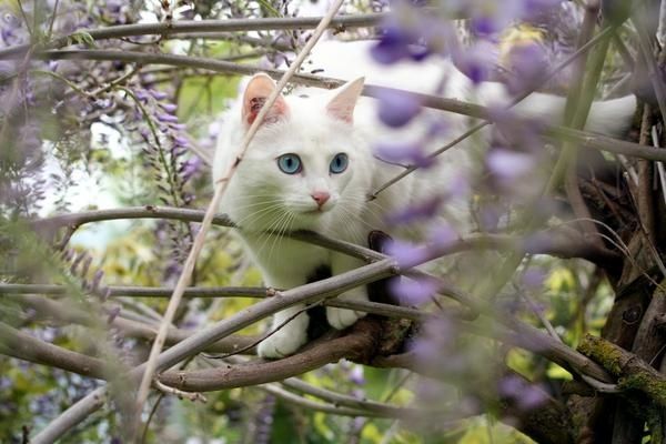 Petite chatte blanche aux yeux bleus