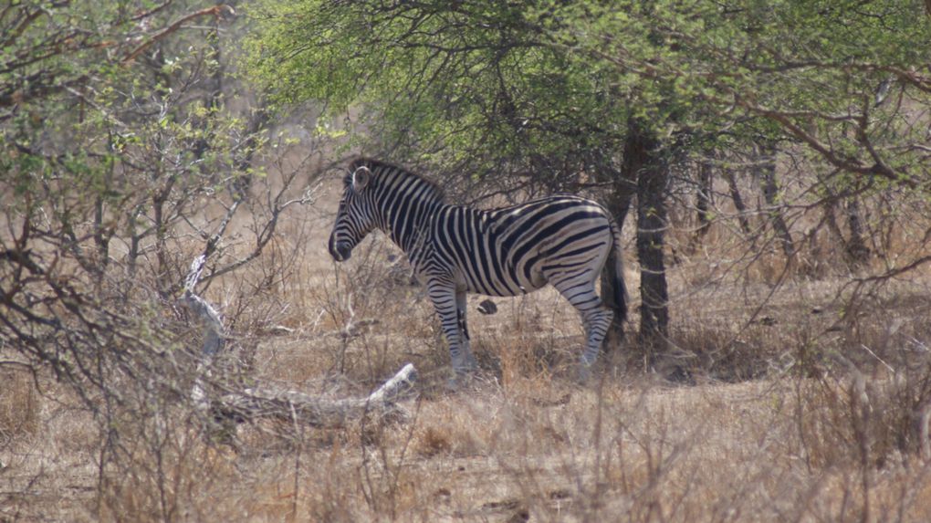 Album - Parc-Kruger