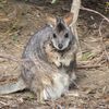 Wallaby, Kangaroo Island, Australia