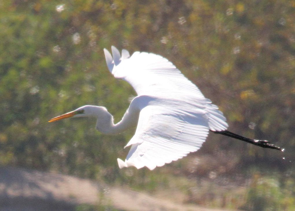 Ardea alba, la Grande aigrette devenue familière