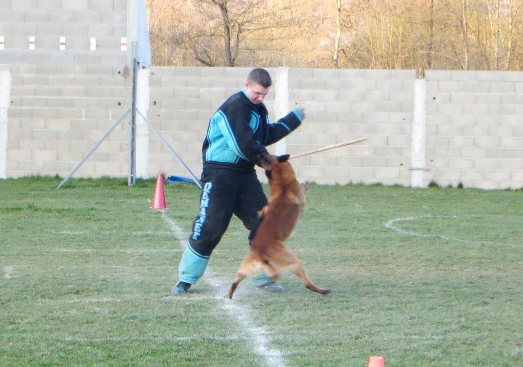 Concours de ring avec le club canin