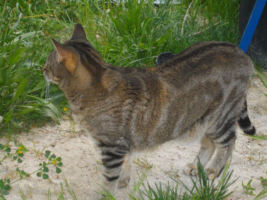 Ma petite Tigrée née le 1er Avril 2007. Un amour de chat qui a du mal avec les nouvelles co-loc :)

DECEDEE le 09/07/2011 renverseé par une voiture devant chez elle :( 
Tu vas tellement nous manquer........