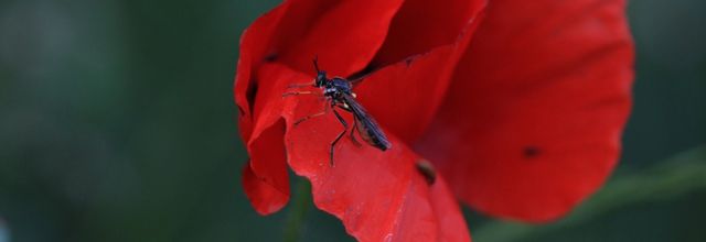 Un insecte