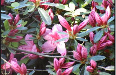 Fleur et bourgeons rose