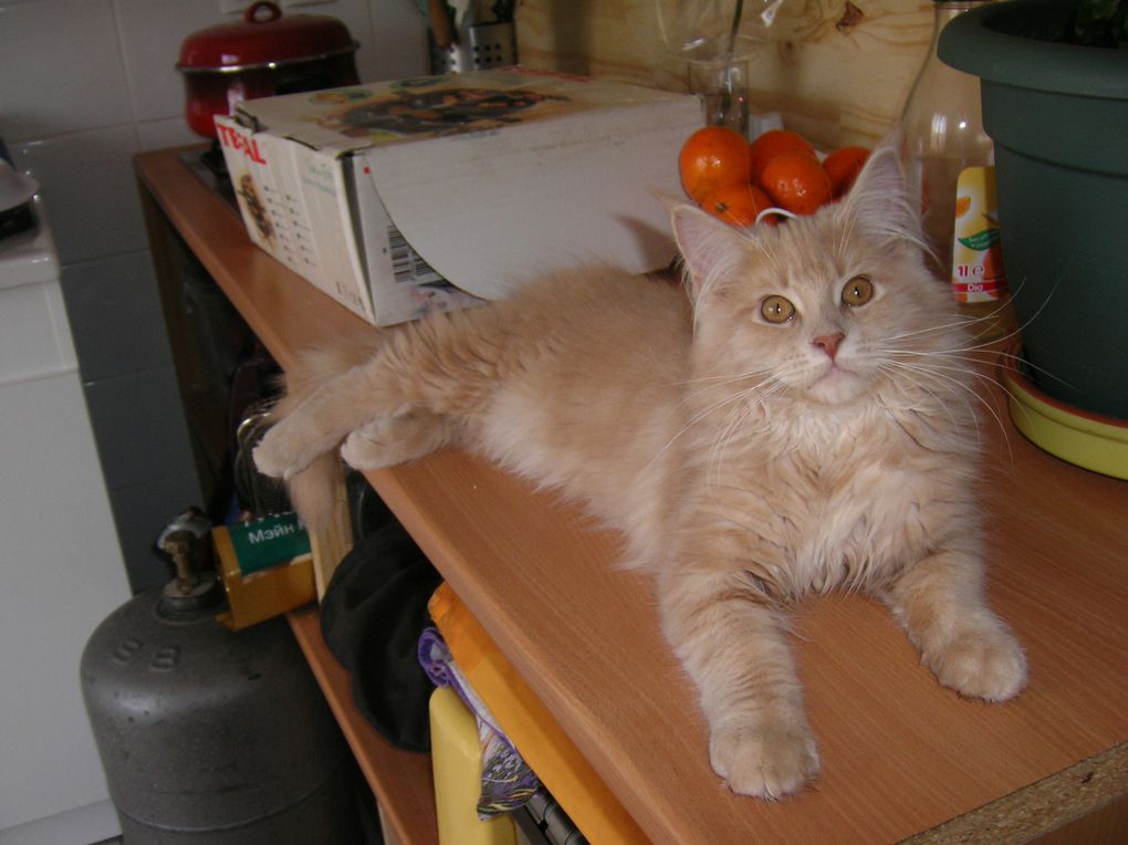 c'est une maine coon de 4 mois, elle est crème blotched tabby (silver ???) j'adore son petit caractère et c'est la reine de la bêtise, quant elle ne dort pas ont est sur qu'elle est dans le coin entrain de chercher "la bêtise" du jour !!!!