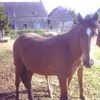 PONEY X TROTTEUR - 2 ANS - 1.40m - A ADOPTER SUR HORSE RESCUE 500