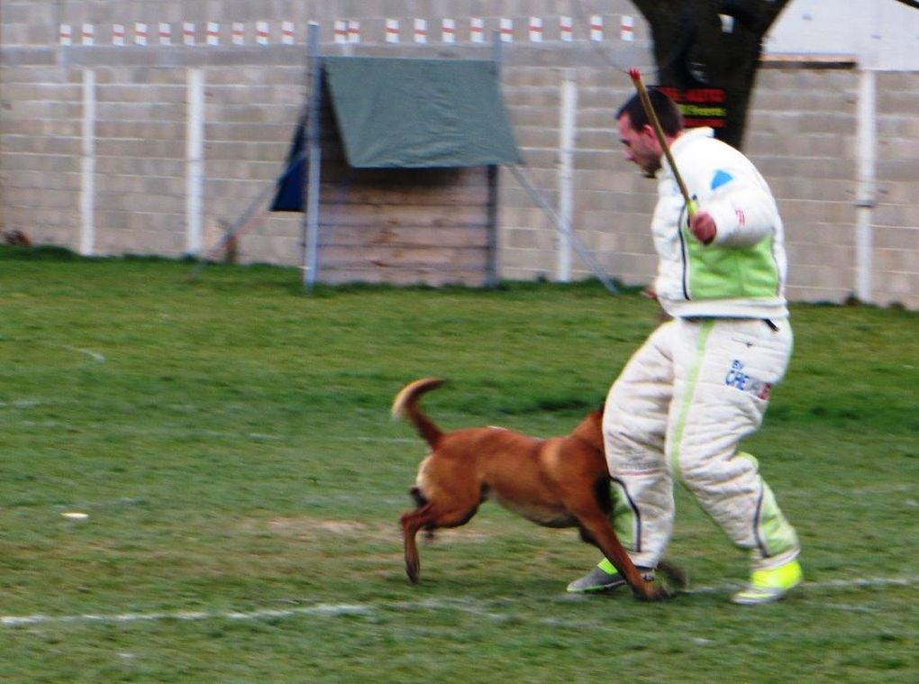 Concours de ring avec le club canin