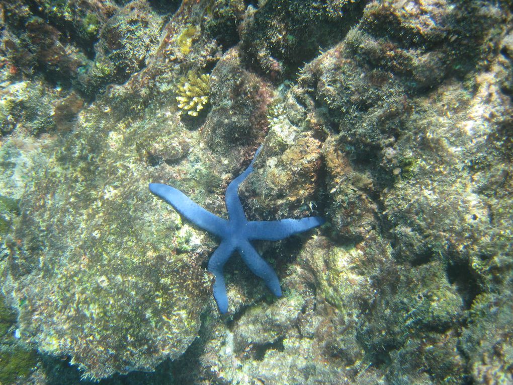 Album - FIJI---Shark Bay - Mana-Island