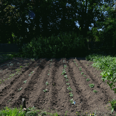 Binage et buttage ...