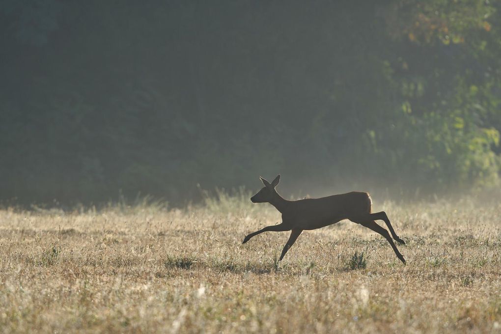 Ce matin, le brouillard est bien épais. Hier la pluie tant espérée a copieusement arrosé. Arrivé avant le lever du jour, j'attends les chevreuils. Grasse matinée ? Ils viendront alors que le soleil est déjà  haut d'où ce gros contre-jour.