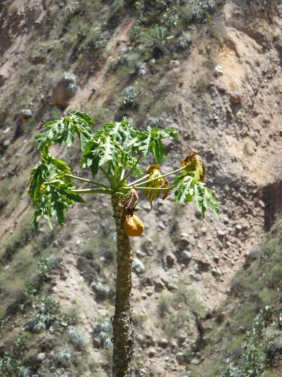 Album - 43.Canyon de Colca (Perou-Janvier)