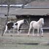 En attendant le printemps les chevaux s'amusent à Lamalou