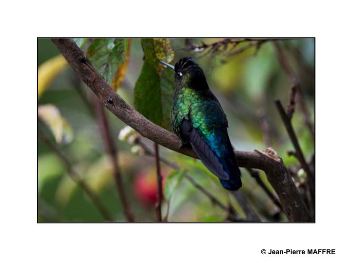 Des oiseaux multicolores en plein vol dans un paysage harmonieux qui leur ressemble.