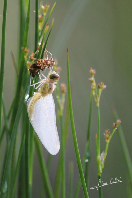 Emergence anisoptère