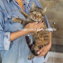 Chatte gris tigré trouvée sur Machecoul 44270