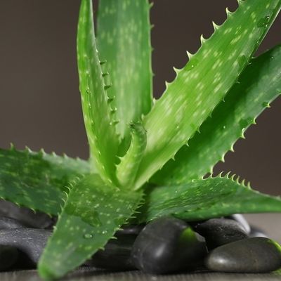 myriamsadonnet-sante-beaute-bien-etre-aloevera.over-blog.com