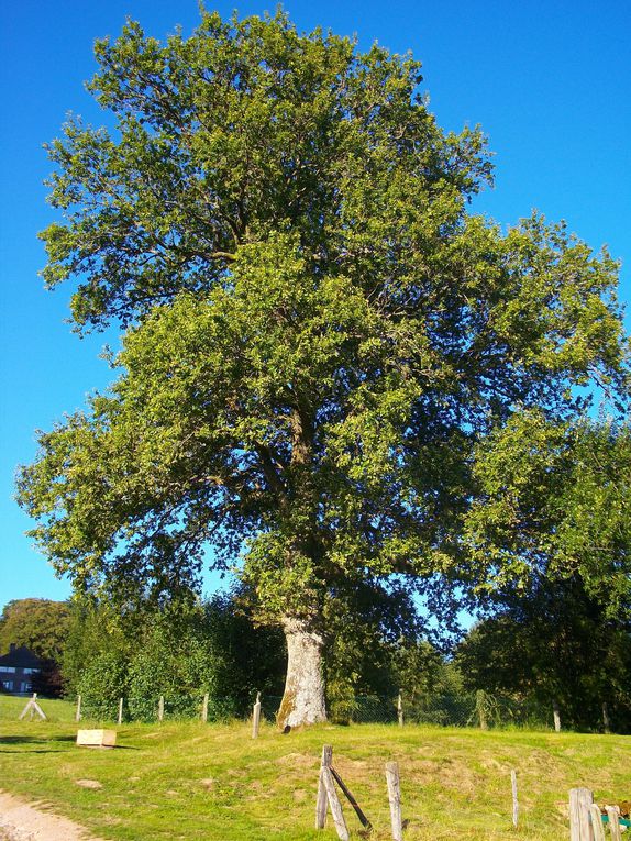 Album - arbre