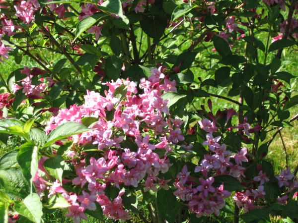 <p>Vous trouverez dans cet album photos les fleurs de mon jardin ainsi que les bouquets qui m'ont &eacute;t&eacute; offert.</p>
<p>J'adore photographier les fleurs afin de me laisser plein de doux souvenirs et me rappeller pour quelles occasions elles m'ont &eacute;t&eacute; offertes.</p>
<p>Les fleurs sont &eacute;ph&eacute;m&egrave;res aussi pour moi c'est la seule fa&ccedil;on de les immortaliser &agrave; jamais.</p>
<p>J'ai bien l'intention de r&eacute;aliser un album photos de fleurs en 