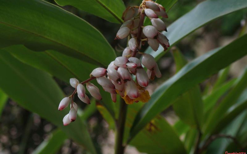 Le Gingembre Coquille (Alpinia zerumbet (B.L. Burtt et R.M. Sm., 1972)).