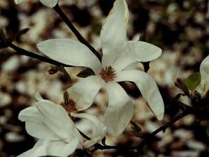 Magnolia denudata,  Magnolia grandiflora, Magnolia kobus, + cultivars