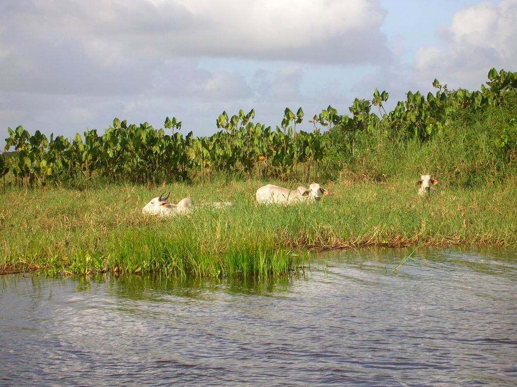 Album - 14-Guyane