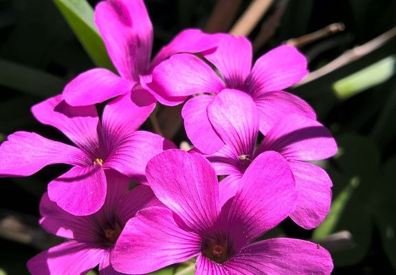 Oxalis