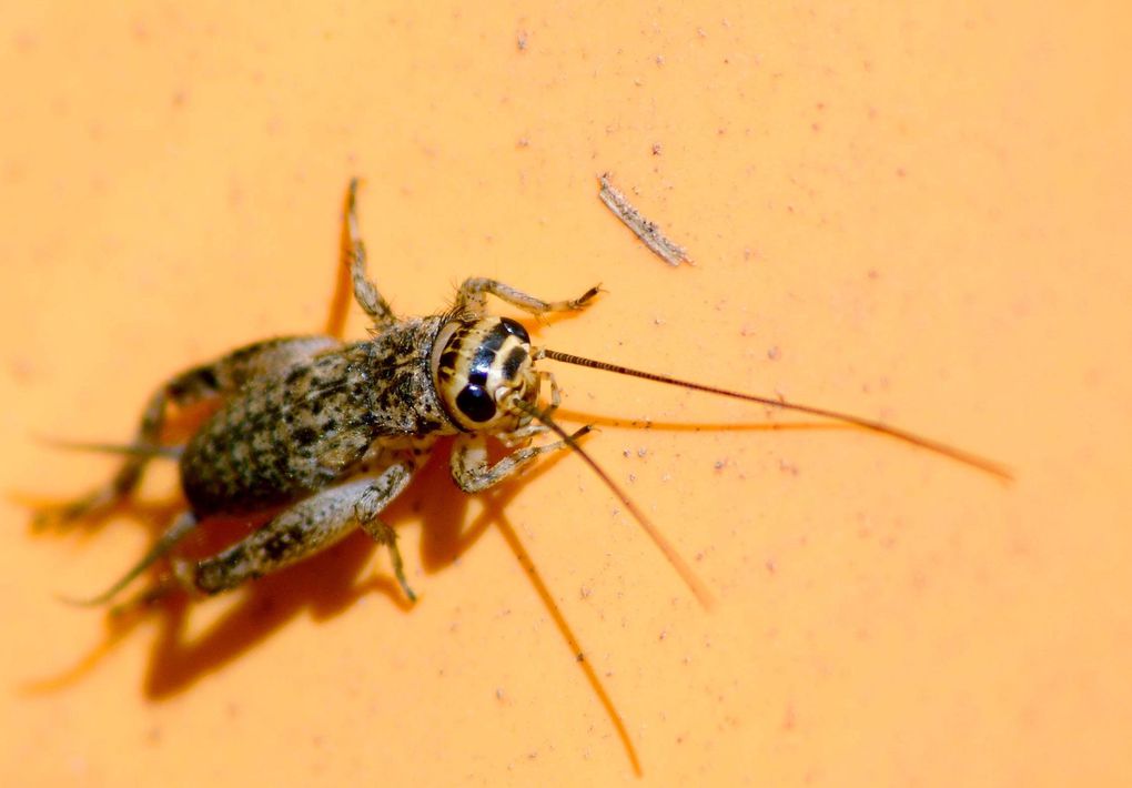 Photos d'insectes et d'araignées généralement en macro