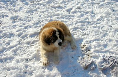 Vive la neige! Enfin ça dépend pour qui!