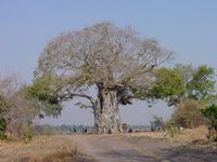 Pistes de Zambie et du Malawi (6)