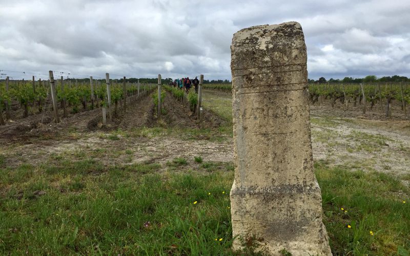 Entre vignes et Estuaire