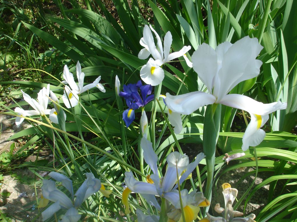 Album - Les fleurs qui illuminent nos journees