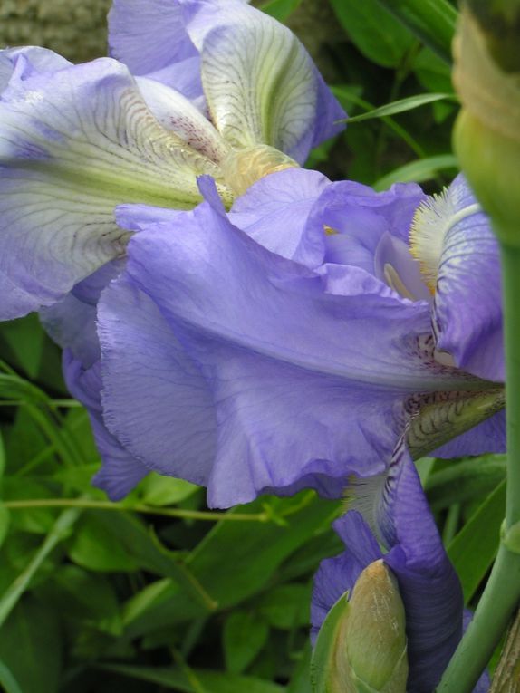 Les iris bleus...